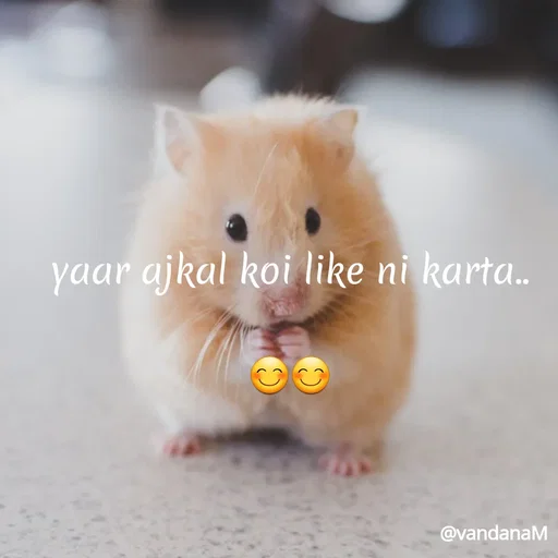 Quote by Vandana meena - yaar ajkal koi like ni karta.
@vandanaM
 - Made using Quotes Creator App, Post Maker App