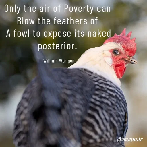 Quote by William Warigon - Only the air of Poverty can 
Blow the feathers of 
A fowl to expose its naked posterior. 

-William Warigon  - Made using Quotes Creator App, Post Maker App