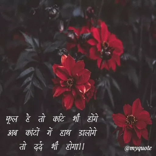 Quote by #🆂🅾🅼🆈🅰 ❤️ -  - Made using Quotes Creator App, Post Maker App