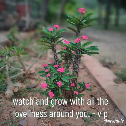 Quote by Incognito - watch and grow with all the loveliness around you. - v p
 - Made using Quotes Creator App, Post Maker App