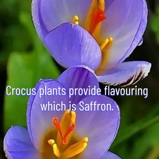 Quote by Manasa - Crocus plants provide flavouring which is Saffron. - Made using Quotes Creator App, Post Maker App