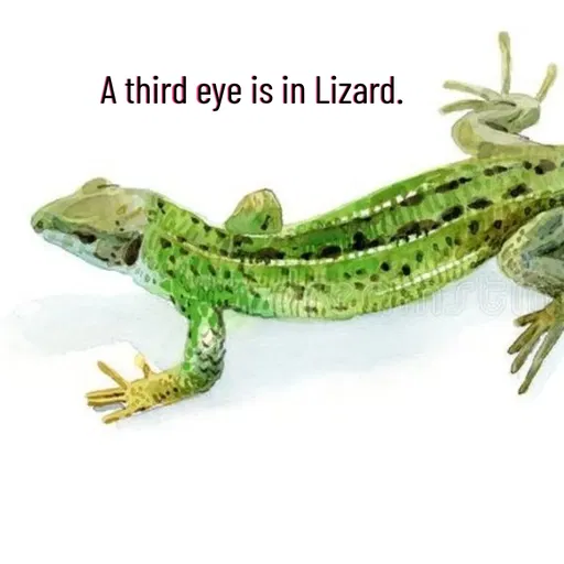 Quote by Manasa - A third eye is in Lizard. - Made using Quotes Creator App, Post Maker App