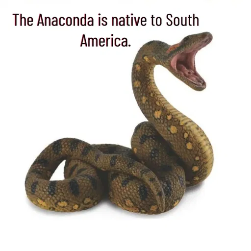 Quote by Manasa - The Anaconda is native to South America. - Made using Quotes Creator App, Post Maker App