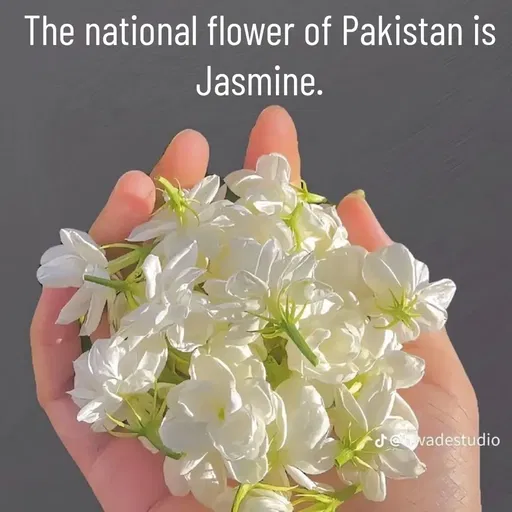 Quote by Manasa - The national flower of Pakistan is Jasmine. - Made using Quotes Creator App, Post Maker App