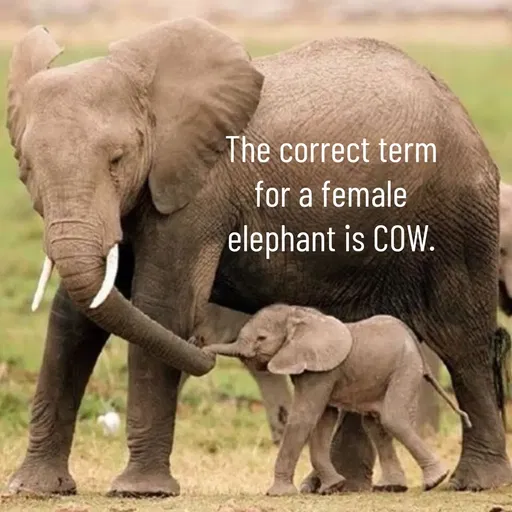 Quote by Manasa - The correct term
 for a female 
elephant is COW. - Made using Quotes Creator App, Post Maker App