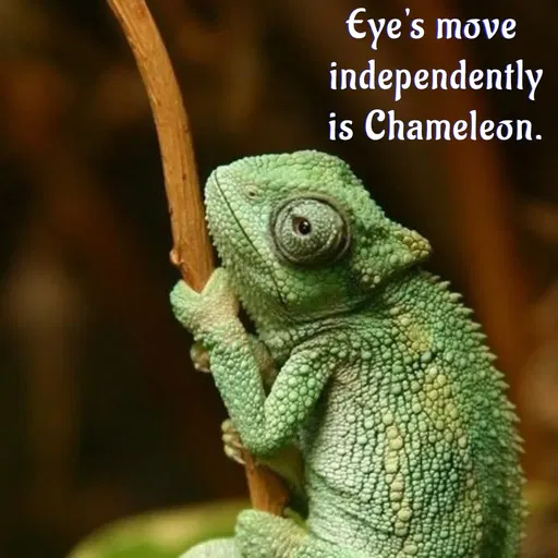 Quote by Manasa - Eye's move
 independently
 is Chameleon. - Made using Quotes Creator App, Post Maker App