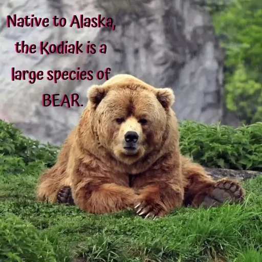 Quote by Manasa - Native to Alaska,
 the Kodiak is a 
large species of
 BEAR. - Made using Quotes Creator App, Post Maker App