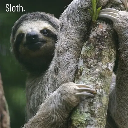 Quote by Manasa - Sloth. - Made using Quotes Creator App, Post Maker App