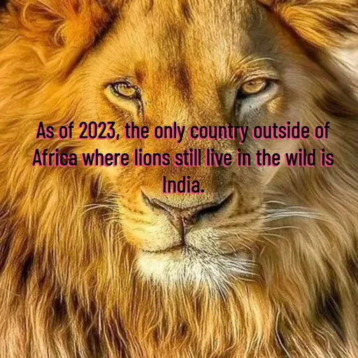 Quote by Manasa - As of 2023, the only country outside of Africa where lions still live in the wild is India. - Made using Quotes Creator App, Post Maker App