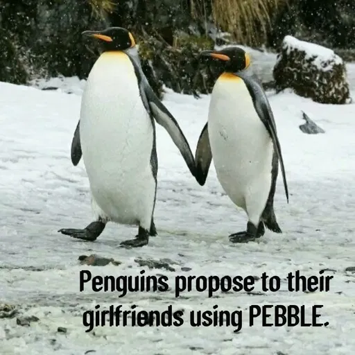 Quote by Manasa - Penguins propose to their girlfriends using PEBBLE. - Made using Quotes Creator App, Post Maker App