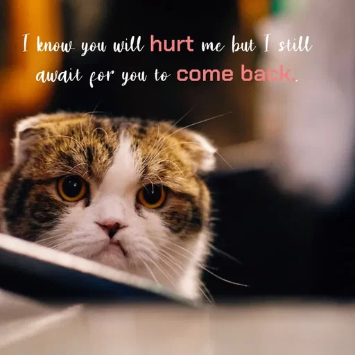 Quote by Hasini KR - I know you will hurt me but I still await for you to come back.. - Made using Quotes Creator App, Post Maker App