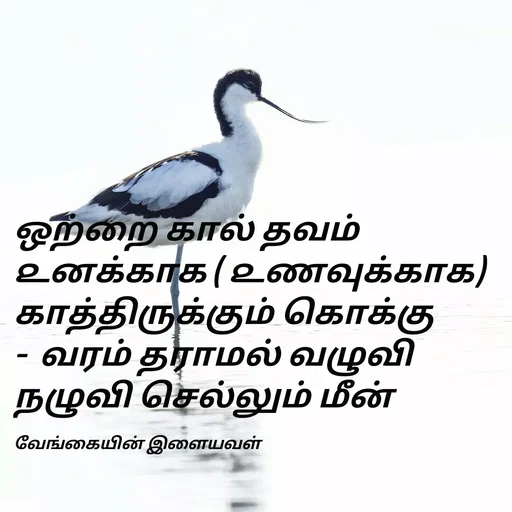 Quote by ௧லைமணி. இரா - ஒற்றை கால் தவம் ௨னக்காக ( ௨ணவுக்காக)      காத்திருக்கும் கொக்கு -  வரம் தராமல் வழுவி நழுவி செல்லும் மீன் 

வேங்கையின் இளையவள் - Made using Quotes Creator App, Post Maker App