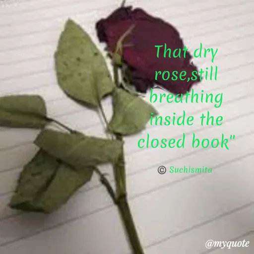 Quote by Suchismita - That dry rose,still breathing inside the closed book"

©️ Suchismita  - Made using Quotes Creator App, Post Maker App
