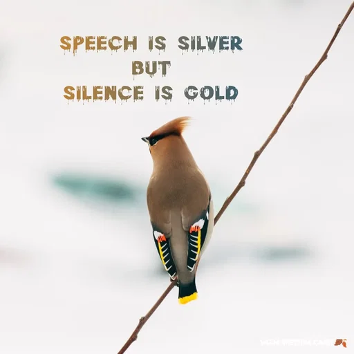 Quote by 𝖏𝖎𝖓𝖓𝖎𝖓𝖙𝖊 𝖍𝖚𝖚𝖗𝖎 - speech is silver
but
silence is gold - Made using Quotes Creator App, Post Maker App