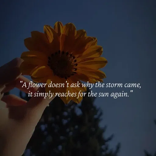 Quote by Strong_willed_girl - "A flower doesn't ask why the storm came,
it simply reaches for the sun again."
 - Made using Quotes Creator App, Post Maker App