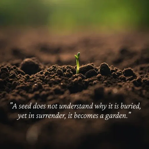 Quote by Strong_willed_girl - "A seed does not understand why it is buried, yet in surrender, it becomes a garden." - Made using Quotes Creator App, Post Maker App