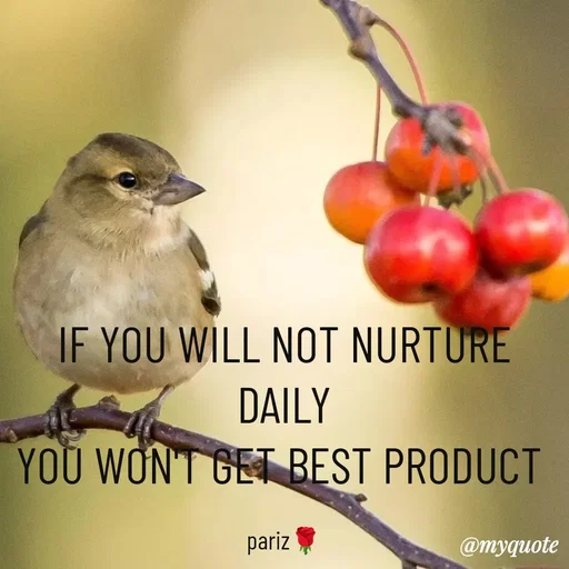 Quote by parinita - IF YOU WILL NOT NURTURE  DAILY
YOU WON'T GET BEST PRODUCT 

pariz🌹 - Made using Quotes Creator App, Post Maker App