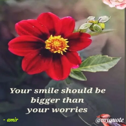 Quote by Amir Lama - - amir - Made using Quotes Creator App, Post Maker App