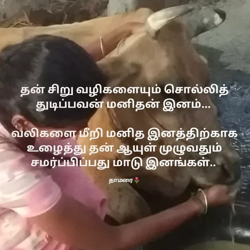 Quote by Thamarai Selvi - தன் சிறு வழிகளையும் சொல்லித் துடிப்பவன் மனிதன் இனம்... 

வலிகளை மீறி மனித இனத்திற்காக உழைத்து தன் ஆயுள் முழுவதும் சமர்ப்பிப்பது மாடு இனங்கள்.. 

தாமரை🌷 - Made using Quotes Creator App, Post Maker App