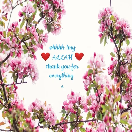 Quote by Jaanvi - ohhhh !my
❤️ ALLAH ❤️
thank you for everything 

sk - Made using Quotes Creator App, Post Maker App