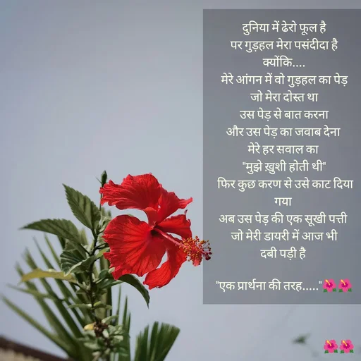 Quote by jiniyaa 🌺🌺 | a soulful pen - दुनिया में ढेरो फूल है
 पर गुड़हल मेरा पसंदीदा है 
क्योंकि....
 मेरे आंगन में वो गुड़हल का पेड़ 
जो मेरा दोस्त था
 उस पेड़ से बात करना 
और उस पेड़ का जवाब देना 
मेरे हर सवाल का 
"मुझे ख़ुशी होती थी"
 फिर कुछ करण से उसे काट दिया गया 
अब उस पेड़ की एक सूखी पत्ती 
 जो मेरी डायरी में आज भी 
दबी पड़ी है 

"एक प्रार्थना की तरह....."🌺🌺 - Made using Quotes Creator App, Post Maker App
