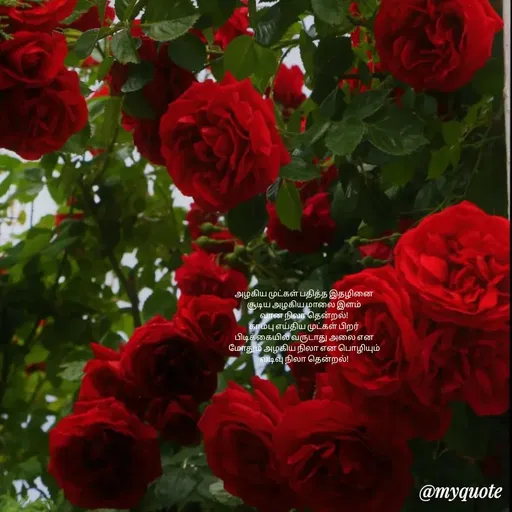 Quote by Rukaiya_Rahuman -  - Made using Quotes Creator App, Post Maker App