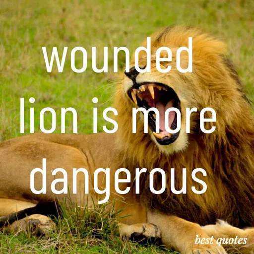 Quote by my quote - wounded lion is more dangerous - Made using Quotes Creator App, Post Maker App