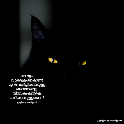 Quote by ഇരുട്ടിനെ പ്രണയിച്ചവൾ - ദേഷ്യം വാക്കുകൾകൊണ്ട്
മുറിവേൽപ്പിക്കാനുള്ള അവസരമല്ല.
വിവേകം മുറുകെ
പിടിക്കാനുള്ളതാണ്

ഇരുട്ടിനെ പ്രണയിച്ചവൾ  - Made using Quotes Creator App, Post Maker App