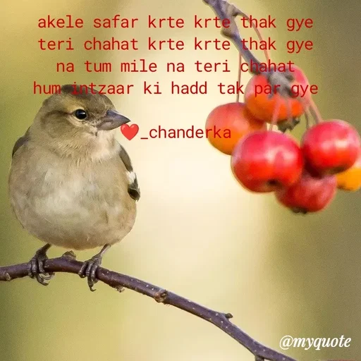 Quote by Chanderka Thakur - akele safar krte krte thak gye 
teri chahat krte krte thak gye 
na tum mile na teri chahat 
hum intzaar ki hadd tak par gye 

❤️_chanderka  - Made using Quotes Creator App, Post Maker App
