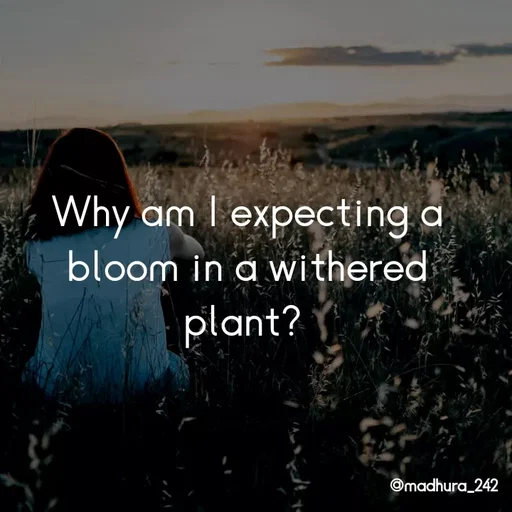 Quote by Madhumitha - Why am I expecting a bloom in a withered plant?  - Made using Quotes Creator App, Post Maker App