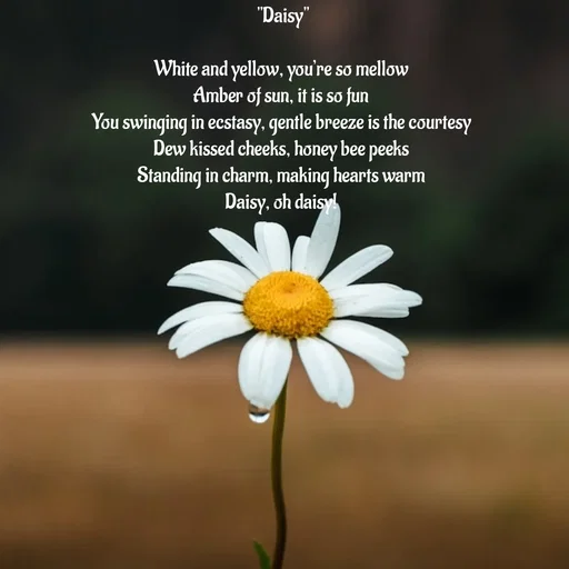 Quote by Peace finder - "Daisy"

White and yellow, you’re so mellow 
Amber of sun, it is so fun 
You swinging in ecstasy, gentle breeze is the courtesy 
Dew kissed cheeks, honey bee peeks 
Standing in charm, making hearts warm 
Daisy, oh daisy!  - Made using Quotes Creator App, Post Maker App