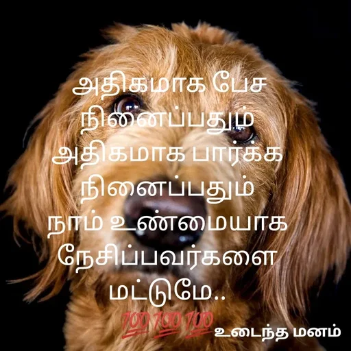 Quote by devi devi -  அதிகமாக பேச நினைப்பதும்
அதிகமாக பார்க்க‌ நினைப்பதும்
நாம் உண்மையாக நேசிப்பவர்களை மட்டுமே..
💯💯💯 - Made using Quotes Creator App, Post Maker App