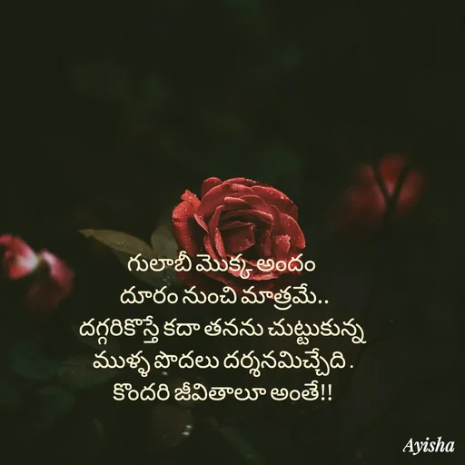 Quote by New life * - గులాబీ మొక్క అందం 
 దూరం నుంచి మాత్రమే..
దగ్గరికొస్తే కదా తనను చుట్టుకున్న 
ముళ్ళ పొదలు దర్శనమిచ్చేది .
కొందరి జీవితాలూ అంతే!! - Made using Quotes Creator App, Post Maker App