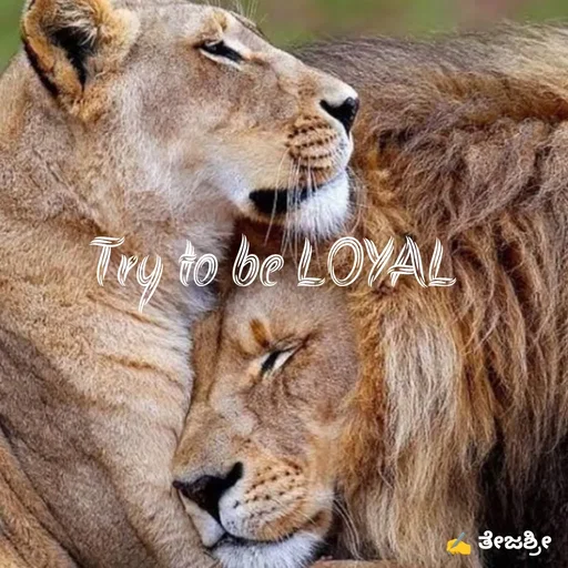 Quote by Thejashree AB - Try to be LOYAL  - Made using Quotes Creator App, Post Maker App