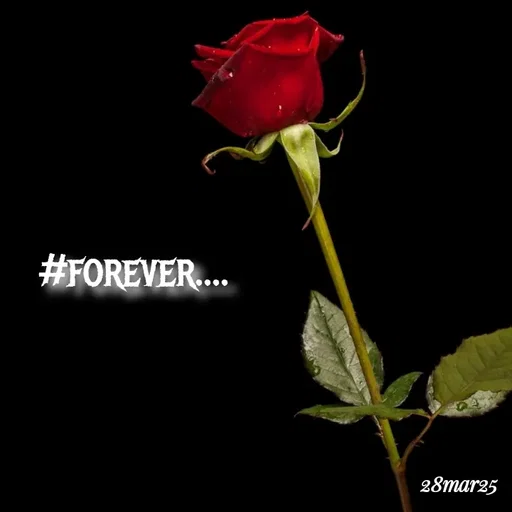 Quote by soul💞💞 - #forever.... - Made using Quotes Creator App, Post Maker App