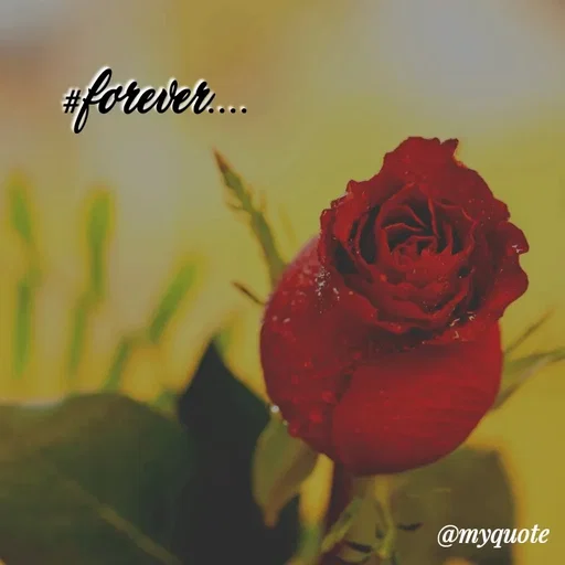 Quote by soul💞💞 - #forever.... - Made using Quotes Creator App, Post Maker App