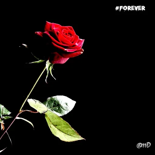 Quote by soul💞💞 - #forever - Made using Quotes Creator App, Post Maker App