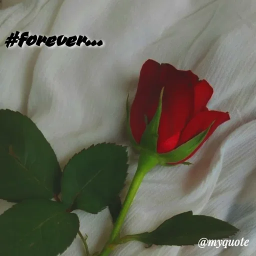 Quote by soul💞💞 - #forever... - Made using Quotes Creator App, Post Maker App