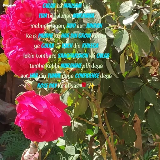 Quote by positive vibes - gulab ka mausam hai
tum bilkul mat murjhana
mehnat, lagan, zidd aur junoon
ke is paudhe ko har din grow karna
ye gulab to kuch din khilega
lekin tumhare sangharshon ka gulab
tumhe kabhi murjhane nhi dega
aur har din tumhe naya confidence dega
rose day ke ahsas 🌹✨ - Made using Quotes Creator App, Post Maker App