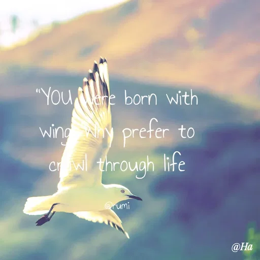 Quote by Hafiz Ayaan -  - Made using Quotes Creator App, Post Maker App