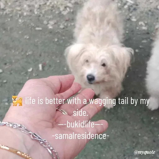 Quote by @aLwaYs cLasSY 🩵⚡ - 🐕 life is better with a wagging tail by my side.
---bukidlife---
-samalresidence- - Made using Quotes Creator App, Post Maker App