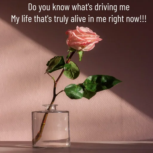 Quote by WOW🎆_world of_wonderful - Do you know what's driving me
My life that's truly alive in me right now!!! - Made using Quotes Creator App, Post Maker App
