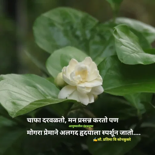 Quote by सौ. प्रतिमा वि साेनकुसरे -  - Made using Quotes Creator App, Post Maker App
