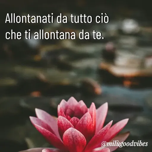 Quote by Milù Goodvibes -  - Made using Quotes Creator App, Post Maker App