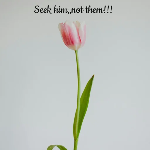 Quote by Tasneem Ara - Seek him,,not them!!! - Made using Quotes Creator App, Post Maker App