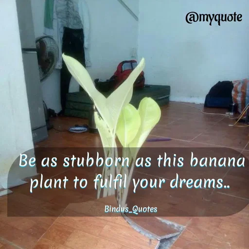 Quote by Bindu_Quotes_Writer -  Be as stubborn as this banana 
plant to fulfil your dreams.. 

Bindus_Quotes  - Made using Quotes Creator App, Post Maker App