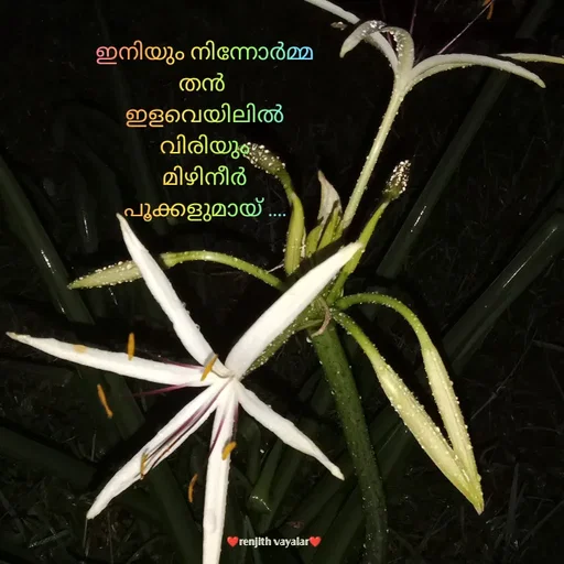 Quote by RENJITH VAYALAR - ഇനിയും നിന്നോർമ്മ തൻ 
ഇളവെയിലിൽ വിരിയും
മിഴിനീർ പൂക്കളുമായ് .... - Made using Quotes Creator App, Post Maker App