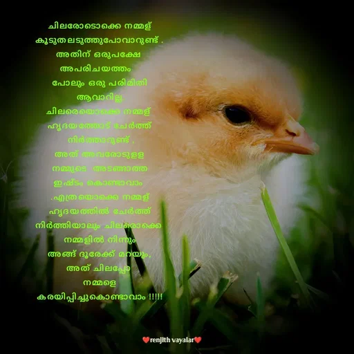 Quote by RENJITH VAYALAR - ചിലരോടൊക്കെ നമ്മള് കൂടുതലടുത്തുപോവാറുണ്ട് .
അതിന് ഒരുപക്ഷേ 
അപരിചയത്തം   
പോലും ഒരു പരിമിതി
 ആവാറില്ല.
ചിലരെയൊക്കെ നമ്മള് 
ഹൃദയത്തോട് ചേർത്ത്
 നിർത്താറുണ്ട് ,
അത് അവരോടുളള
 നമ്മുടെ  അടങ്ങാത്ത 
ഇഷ്ടം കൊണ്ടാവാം 
.എത്രയൊക്കെ നമ്മള്
 ഹൃദയത്തിൽ ചേർത്ത് 
നിർത്തിയാലും ചിലരൊക്കെ 
 നമ്മളിൽ നിന്നും 
അങ്ങ് ദൂരേക്ക് മറയും,
അത് ചിലപ്പോ 
നമ്മളെ
കരയിപ്പിച്ചുകൊണ്ടാവാം !!!!! - Made using Quotes Creator App, Post Maker App
