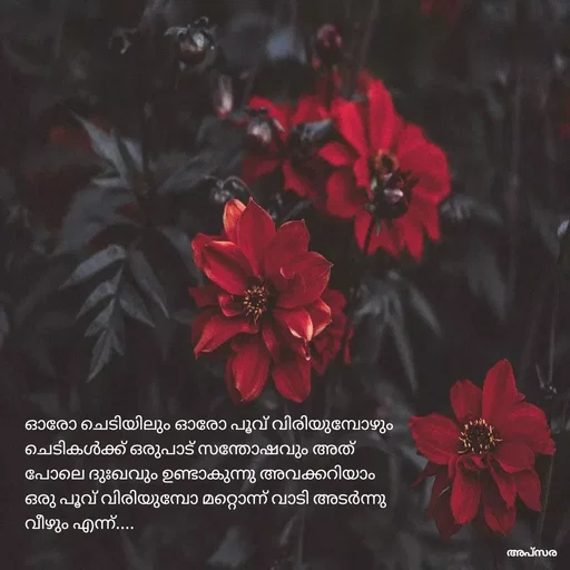 Quote by Apsara Appoos - ഓരോ ചെടിയിലും ഓരോ പൂവ് വിരിയുമ്പോഴും ചെടികൾക്ക് ഒരുപാട് സന്തോഷവും അത് പോലെ ദുഃഖവും ഉണ്ടാകുന്നു അവക്കറിയാം ഒരു പൂവ് വിരിയുമ്പോ മറ്റൊന്ന് വാടി അടർന്നു വീഴും എന്ന്.... - Made using Quotes Creator App, Post Maker App
