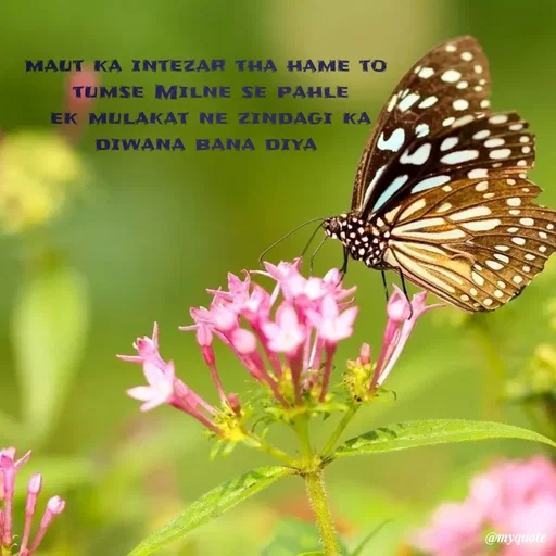 Quote by SAMEER MARK - maut ka intezar tha hame to 
tumse Milne se pahle
ek mulakat ne zindagi ka
diwana bana diya  - Made using Quotes Creator App, Post Maker App